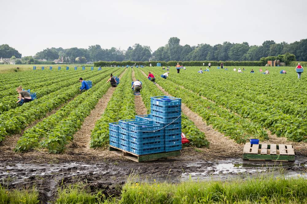 Plukken is per definitie een repetitieve taak die bepaalde delen van het lichaam extreem kan belasten.